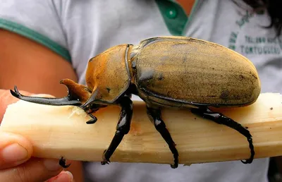 Жук-навозник – самое сильное насекомое на планете