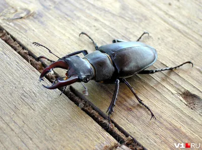 Короед: описание жука, как выглядит, как избавиться в деревянном доме,  методы борьбы