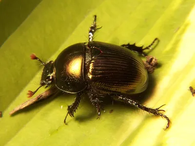 Встречайте жука, который угрожает посевам Вашингтона - TechWar.GR