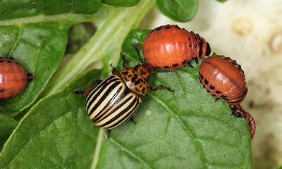 Хрущик садовый: майский жук, бронзовка и другие жуки