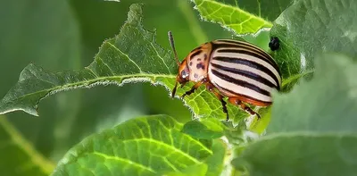 Топ лучших средств и препаратов от колорадского жука: обзор наиболее  эффективных средств