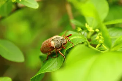 Сегодня отмечают День июньского жука | Саратов 24