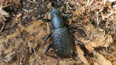 Ученые нашли новый вид жука-радужницы в балтийском янтаре
