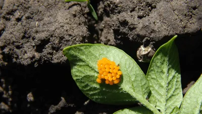 Картофельные жуки» и устойчивость к пестицидам: вместо быстрой эволюции –  генетическое разнообразие