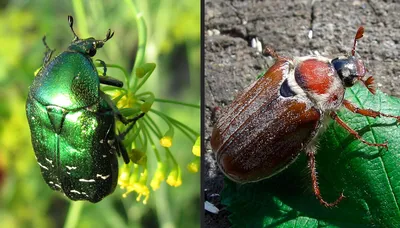 Самого крупного жука в Европе обнаружили в Сергиевом Посаде - Из жизни - В  Сергиевом Посаде