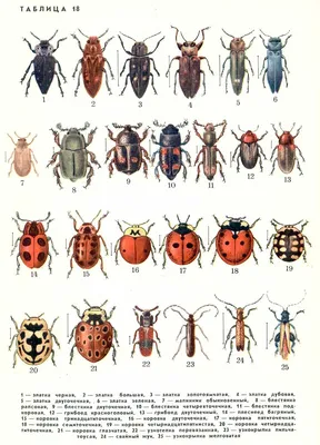 Зоологический музей - Коллекция насекомых