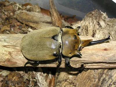 Нашествие майских жуков: какой вред они наносят