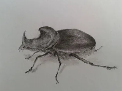 Коллекция странных видов жуков и экзотических жуков, Объекты Включая: жуки  и вид - Envato Elements