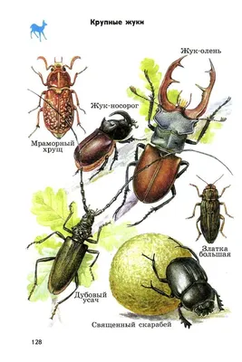 цветовое разнообразие жуков Стоковое Фото - изображение насчитывающей  долгоносик, насекомые: 219327528