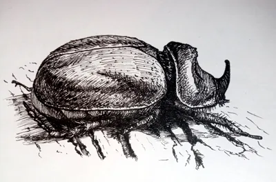 Знакомьтесь - кибержук Chrysina limbata — вид тропических жуков из  семейства пластинчатоусых | Пикабу