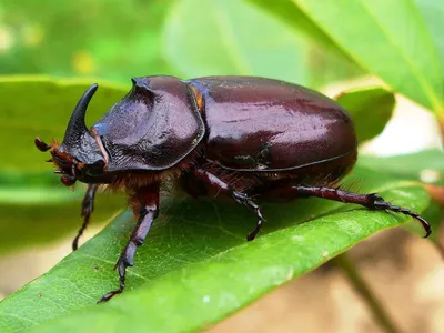 Мощные и огромные! ТОП 10 самых больших жуков на планете | ТОП ТОПОВ | Дзен