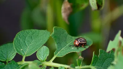 Набор Жуки Animal Kingdom 6789 Девять видов жуков и насекомых + растения -  купить с доставкой по выгодным ценам в интернет-магазине OZON (328345249)