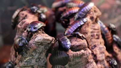 Как избавиться от колорадского жука - простой способ | РБК Украина