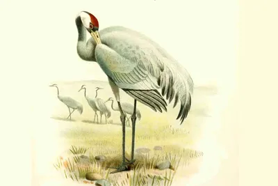 Серый журавль - в прошлом охотничья птица, болотная дичь