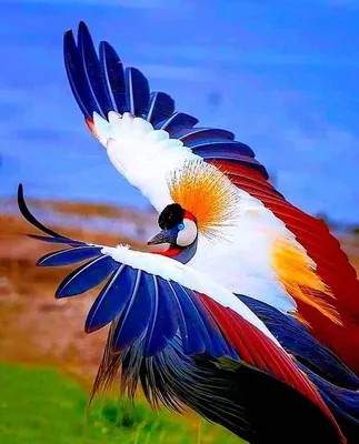 Вінценосний журавель | Birds photography nature, Beautiful birds, Pretty  birds