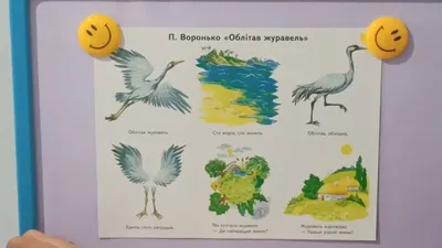 Журавель чи лелека: як відрізнити цих птахів? - Інформатор Коломия