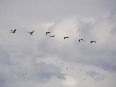 Народные приметы: журавли летят высоко - к хорошей осени | Вслух.ru