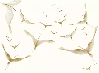Белые журавли под угрозой: краснокнижные птицы в Якутии исчезают из-за  климата - «Экология России»