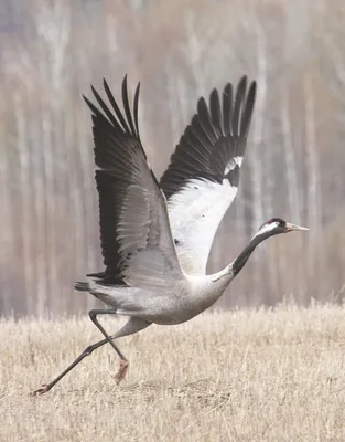 Серый журавль – Grus grus (Linnaeus, 1758) « Красная книга Томской области  | ОГБУ \"Облкомприрода\"