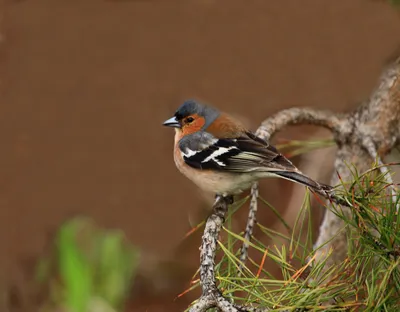 Птица зяблика Gouldian стоковое изображение. изображение насчитывающей  зяблик - 153809153