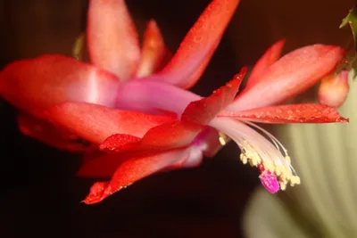 Вертикордия — Декабрист или зигокактус усеченный красный и розовый  (Zygocactus truncatus)