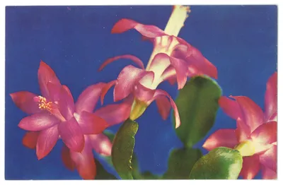 Зигокактус, рождественский кактус (Zygocactus truncatus) | Комнатный сад |  Дзен