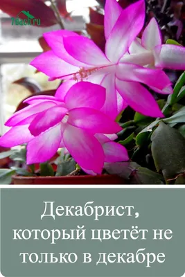 архив - Шлюмбергера, Зигокактус, Декабрист (Schlumbergera) | Страница 67