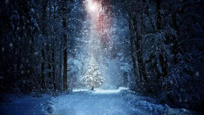 Обои зима, снег, замораживание, дерево, мороз HD ready бесплатно, заставка  1366x768 - скачать картинки и фото