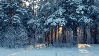 Скачать 1366x768 лес, зима, снег, деревья, зимний пейзаж обои, картинки  планшет, ноутбук