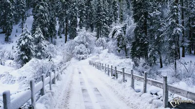 Скачать обои Snowy bridge (Зима, Снег, Лес, Мост, Ели) для рабочего стола  1920х1080 (16:9) бесплатно, Фото Snow… | Paysage de neige, Scène d'hiver,  Fond ecran hiver