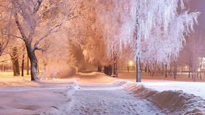 Wallpaper Winter park Snow Night Trees Cities 2560x1440