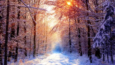 Обои природа, лес, снег, зима на рабочий стол