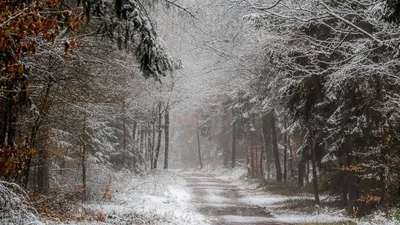 Завтра в Киеве ожидается небольшой снег с дождем и мороз до -5 | Українські  Новини