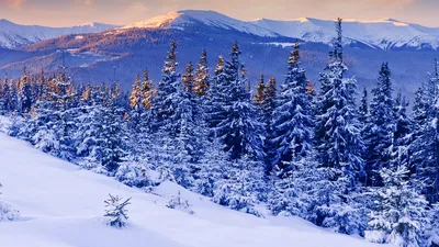 Обои Природа Зима, обои для рабочего стола, фотографии природа, зима, небо,  деревья, снег Обои для рабочего стола, скачать обои картинки заставки на рабочий  стол.