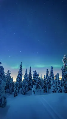 Скачать 938x1668 деревья, снег, зима, ночь, пейзаж обои, картинки iphone  8/7/6s/6 for parallax