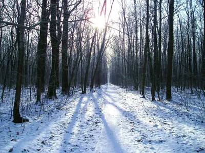 Скачать фотообои для рабочего стола: Лес, снег, зима, деревья, обои на рабочий  стол