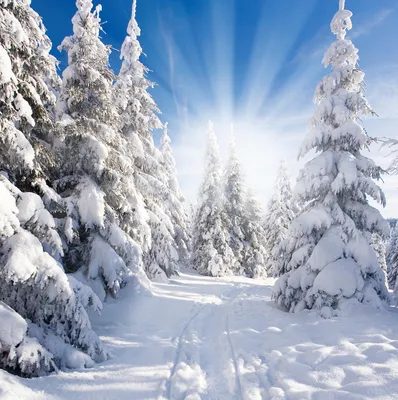 Красивые обои зима, снег, деревья, река, луна Забавный кофе металлический  жестяной знак Ностальгический ретро металлический Забавный Знак Подарок  8x12 дюймов | AliExpress
