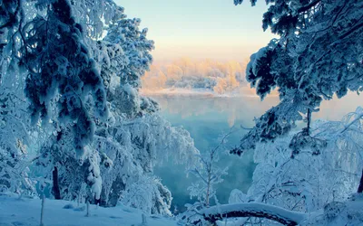 Бесплатное изображение: Зима, природа, лист, Мороз, дерево, филиал, снег