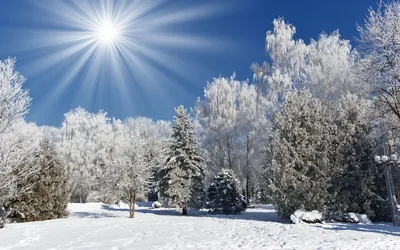 природный ландшафт в снежном лесу зимой, зима, природа, снег фон картинки и  Фото для бесплатной загрузки