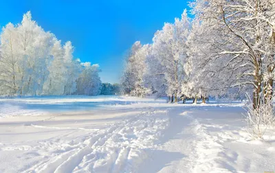 Скачать 1350x2400 зима, снег, солнечный свет, тропинка, деревья обои,  картинки iphone 8+/7+/6s+/6+ for parallax