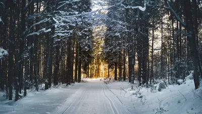 Обои Синяя зима, картинки - Обои для рабочего стола Синяя зима фото из  альбома: (природа)