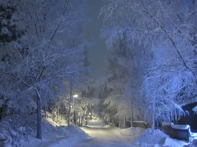 обои : Зима, снег, Птицы 1920x1080 - Rhaelrond - 1969233 - красивые  картинки - WallHere