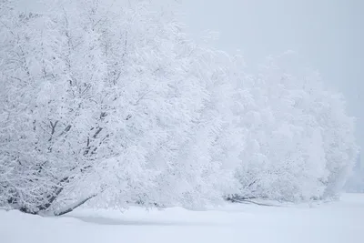 Снежный лес. Photographer Evgeniy Tolkachev