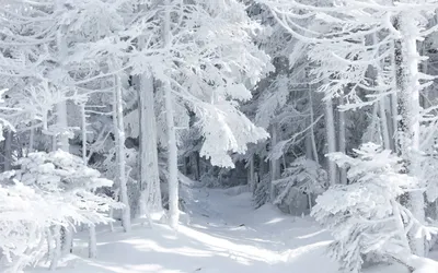 Широкоформатные обои зима 2560x1600, фото, обои зимы скачать высокого  качества