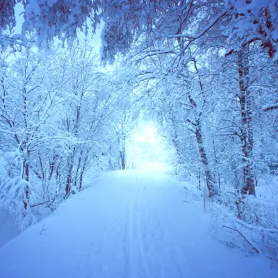 Заснеженный лес, ёлки повсюду, зима…» — создано в Шедевруме