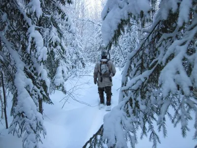 Зима в лесу / PhotoXPress