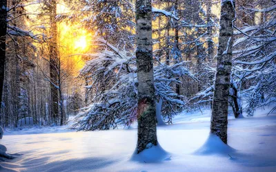 Зима в лесу. Россия 2019. Winter in the forest. Russia 201… | Flickr