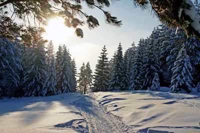 Рисунок Зима в лесу №264064 - «Зимняя сказка» (04.12.2021 - 19:59)