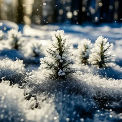 Зима в лесу. | Фотосайт СуперСнимки.Ру