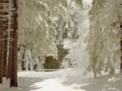 Зимний лес из машины | Женская портретная фотография, Снежная фотография,  Лес